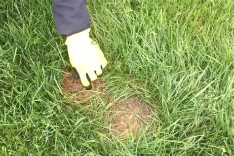 Why Do Rabbits Dig Holes In My Lawn A Pictures Of Hole 2018