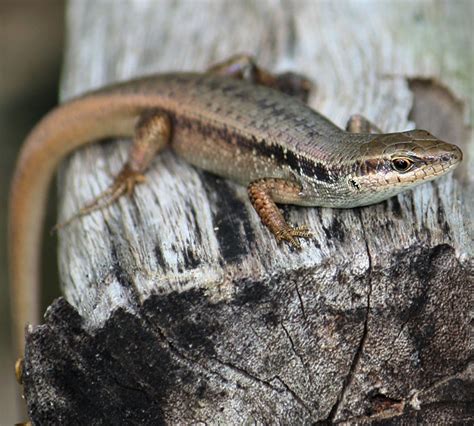 Carlia Longipes Skink