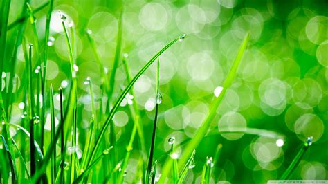 Grass Macro Nature Water Drops Wallpapers Hd Desktop And Mobile