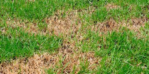 8 Lawn Grubs Causing Brown Spots Adams Pest Control