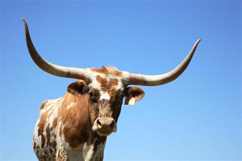 Does Longhorn Cows Have Horns All About Cow Photos
