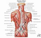 Images of Core Muscles Quadratus Lumborum