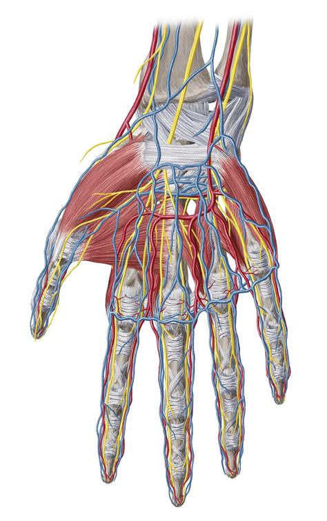 Wrist And Hand Anatomy Study Guide Kenhub