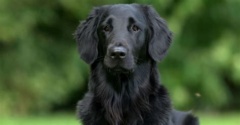 Black Golden Retriever The Strikingly Different Dog Golden Retriever
