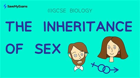 Everything You Need To Know About The Inheritance Of Sex In Gcse And Igcse Biology Mocks 2023