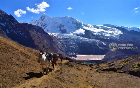 Ausangate Trek Horse And Palomani Pass Peru Eco Expeditions Peru