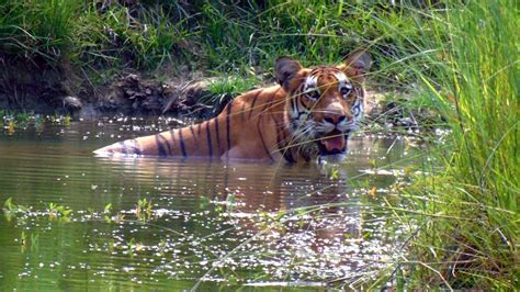 Royal Bengal Tiger Facts Tiger Encounter