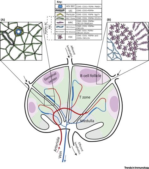 Regulation Of Lymph Node Vascularstromal Compartment By Dendritic
