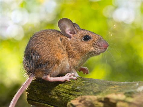 Deer Mouse Control And Info Environmental Pest Control