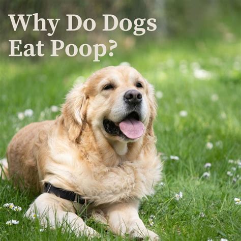 Why Dogs Eat Poop And How To Deal With This Gross Behavior Pethelpful