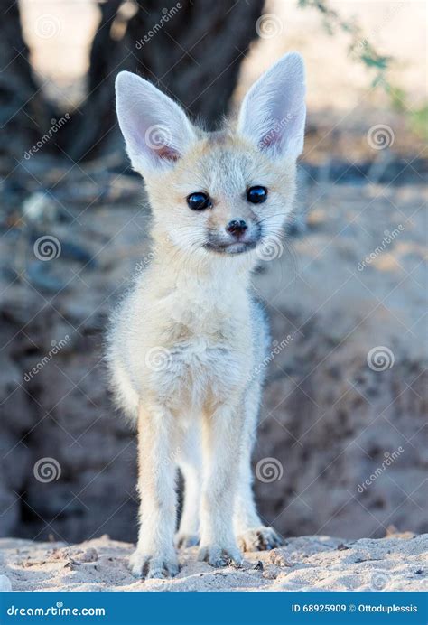 Cape Fox Baby Stock Image Image Of Africa Desert Cute 68925909