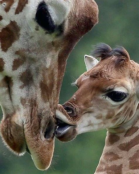 Giraffes Baby Animals Funny Baby Animals Super Cute Baby Animals Pictures