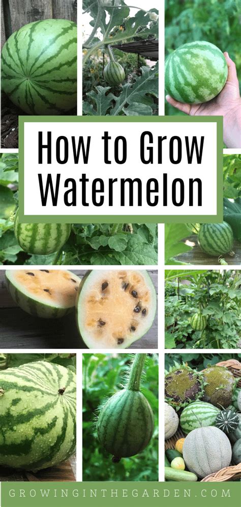 How To Grow Watermelon 7 Tips For Growing Watermelon Growing In The