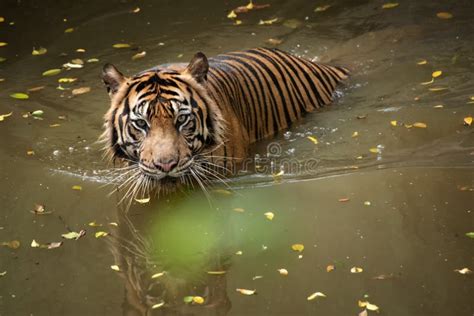 Sumatran Tiger Swimming In The Pond Stock Photo Image Of Swim Portrait 104791156