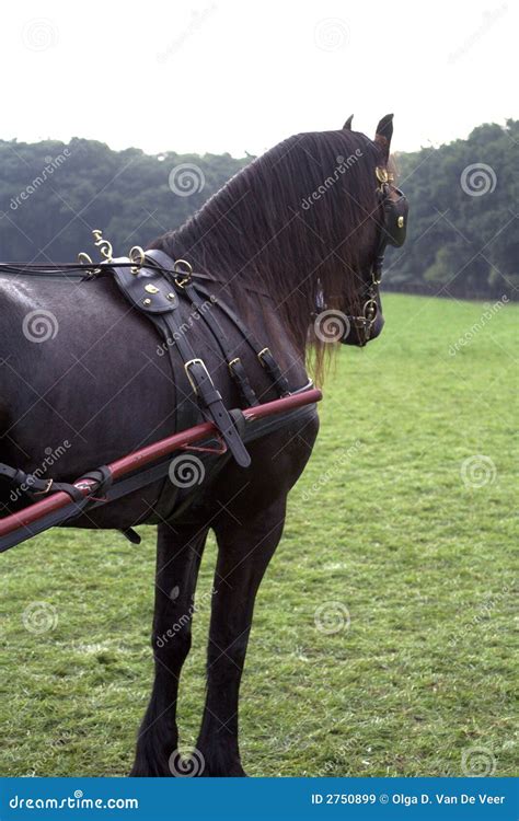 Friesian Carriage Horse Stock Image Image Of Draft Wagon 2750899