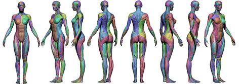 Female Muscle Anatomy Arti Marziali Arti