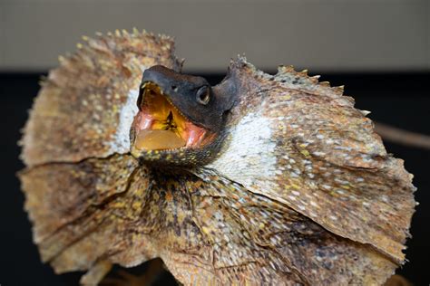 Une Discovery Its The Frilled Neck Lizard