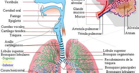 Monografiasparavos Anatomía Del Sistema Respiratorio
