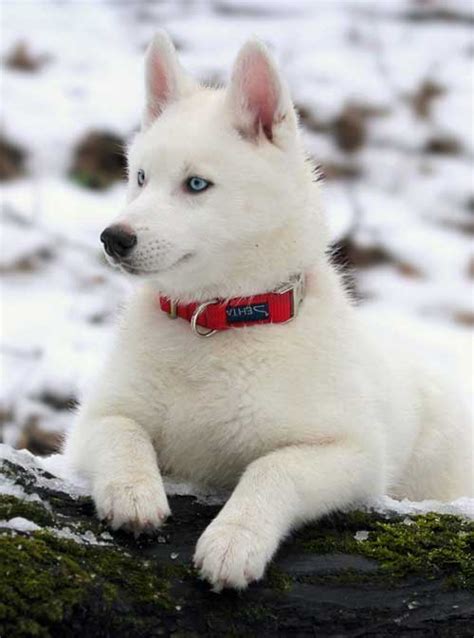 adopt buy siberian husky puppies pure breed  home delivery