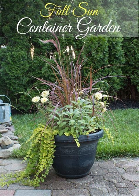 Full Sun Container Garden Mix The Honeycomb Home Container