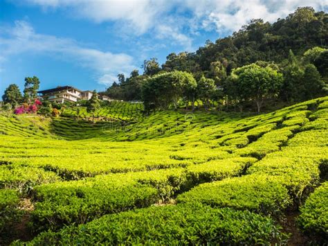 Tea Plantation In The Cameron Highlands Stock Photo Image Of Hill