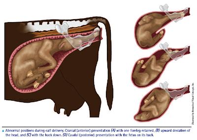 Sometimes, cows can get pregnant earlier, and that can result in better productivity for them over their lifespan. Dr Meducci vet's blog: Pregnancy Diagnosis in cattle
