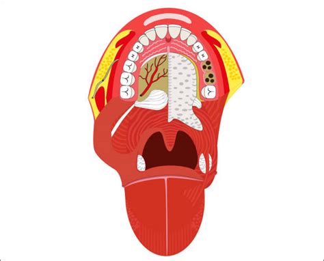 Cartoon Uvula Inside Of A Mouth