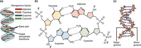 (a) diagram illustrating how spoiiie supercoils dna while tracking the phosphate backbone of one dna strand. DNA Structure - Principles of Biology