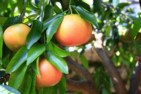 Thompson Grapefruit Tree • Just Fruits And Exotics