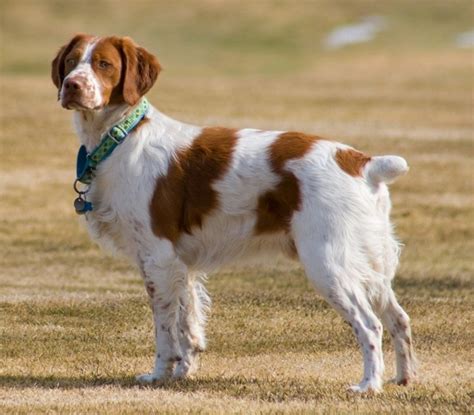 French Brittany Info History Temperament Training Puppy Pictures
