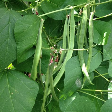 We did not find results for: Moonlight Runner Bean Seeds