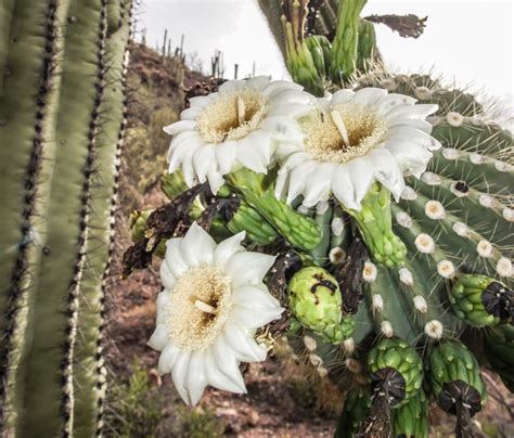 Crazy Cacti Saguaros And Sonoran Desert—southeast Arizona June 2019 Part