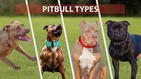 Types Of Pitbulls Dog Breeds Your Pitbull And You