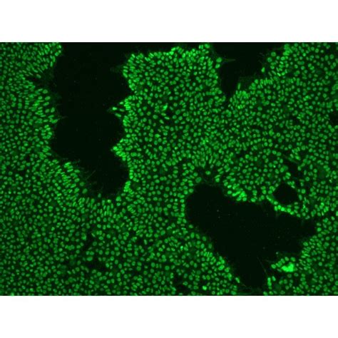 stemab oct4 antibody affinity purified rabbit anti mouse human antibodies and staining kits