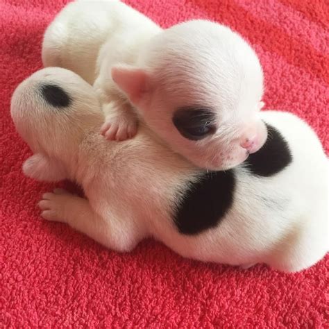 French bulldog puppies (pns > perdido) pic hide this posting restore restore this posting. French Bulldog Puppies For Adoption In Houston Texas