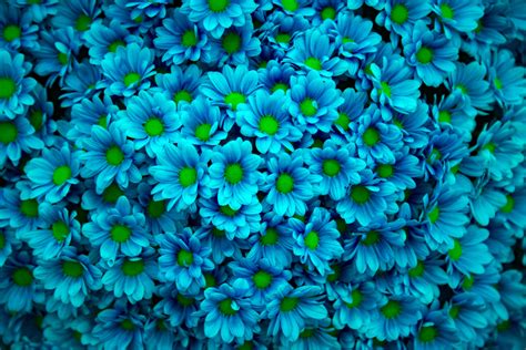 Flower Background Free Stock Photo Public Domain Pictures