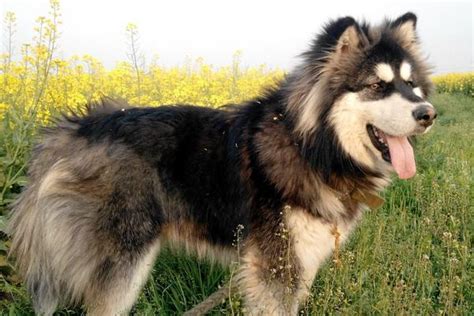 Rare spelling of アラスカ (alaska). 阿拉斯加犬和哈士奇的区别是什么 阿拉斯加雪橇犬怎么防止乱叫 - 致富热