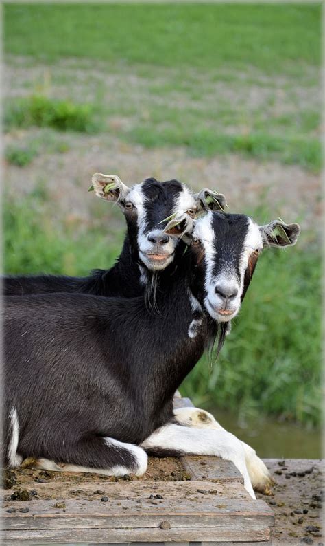 Free Photo Goat Animals Herd Farm Outdoor Farm Animals Rural