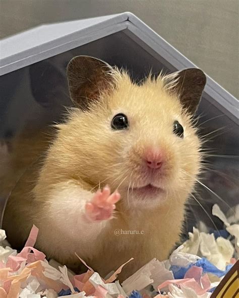 Cute Hamsters에 있는 Cathy Byrne님의 핀 2023 웃긴 동물 사진 애완동물 웃긴 동물