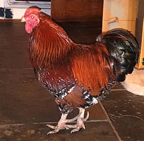 Reducing Cockerels Spurs In Steps Hens And Bantam