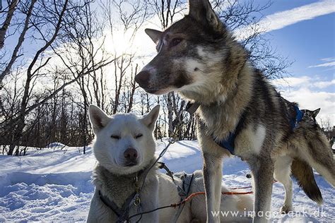 Siberian Husky Dog Sledding Lapland Norrland Sweden Mar Flickr