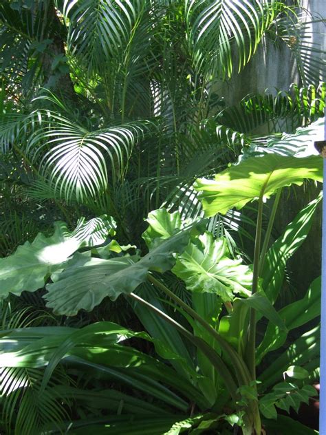 Beginners Tropical Garden Discussing Palm Trees Worldwide Palmtalk