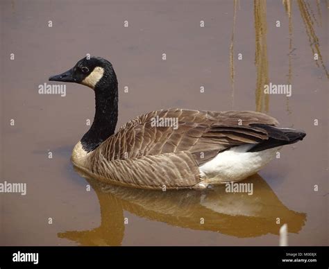 Goose Gees Hi Res Stock Photography And Images Alamy