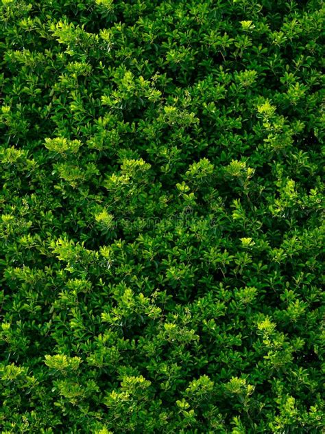 Seamless Texture Of Green Leaves Stock Image Image Of Tree