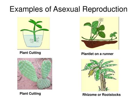 Asexual Reproduction In Plants Examples