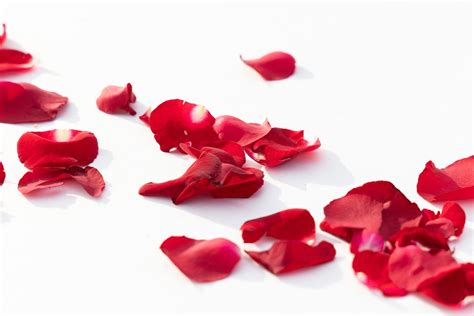 Rose Petals Flower Red Free Photo On Pixabay Pixabay