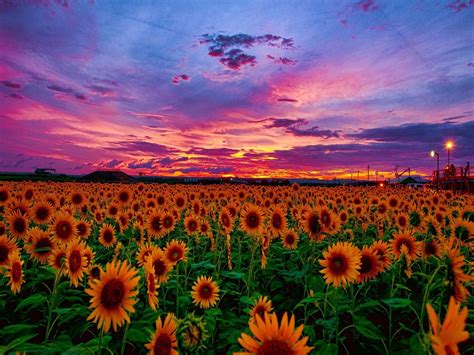 See more ideas about aesthetic wallpapers, sky aesthetic, sunset wallpaper. Sunflower Aesthetic Sunset Wallpapers - Wallpaper Cave
