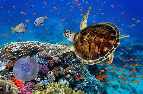 Colorful Coral Reef With Many Fishes And Sea Turtle Stock