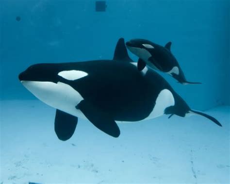 New Baby Killer Whale Makes It Ten At Seaworld San Diego