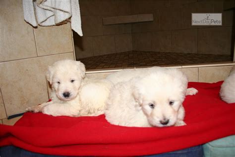 Country club labradoodles has tons of information available for you! Masy: Labradoodle puppy for sale near San Francisco Bay ...